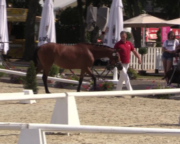 52. Westfälische Eliteschau - Reitponystuten