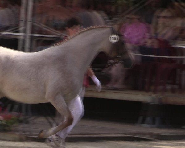 52. Westfälische Eliteschau - Reitponystuten