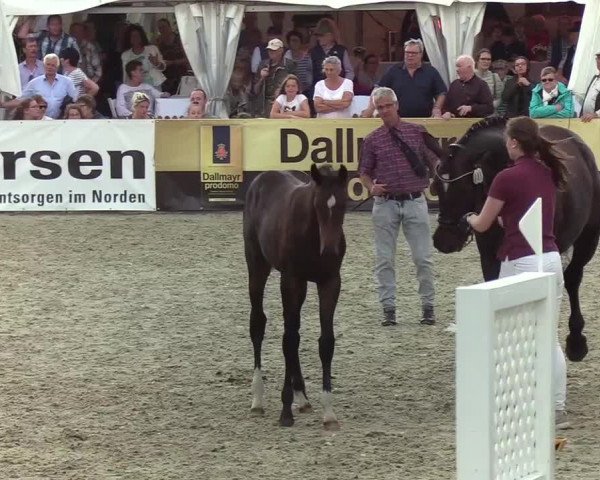 Fohlenchampionat Hörup 2019
