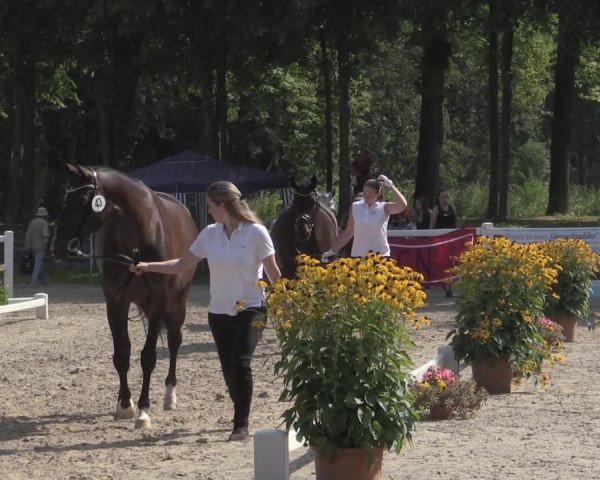 Trakehner Landesstutenschau Rheinland