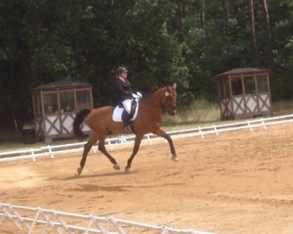 broodmare Rafina 14 (German Sport Horse, 2004, from Rilke)