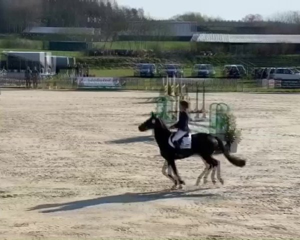 Trakehner Hengstmarkt 2019 - Körung und Auktion