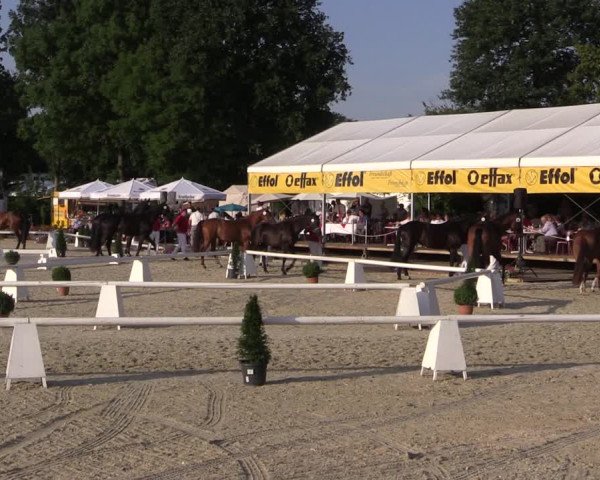 54. Westfälische Eliteschau Reitpferde- und Kaltblutstuten
