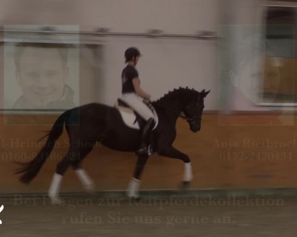 Trakehner Hengstmarkt 2019 - Körung und Auktion