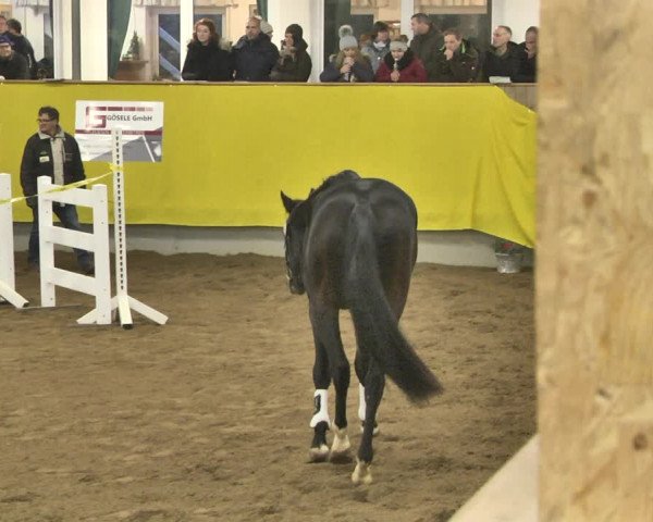 DSP-Freispringchampionat 2019