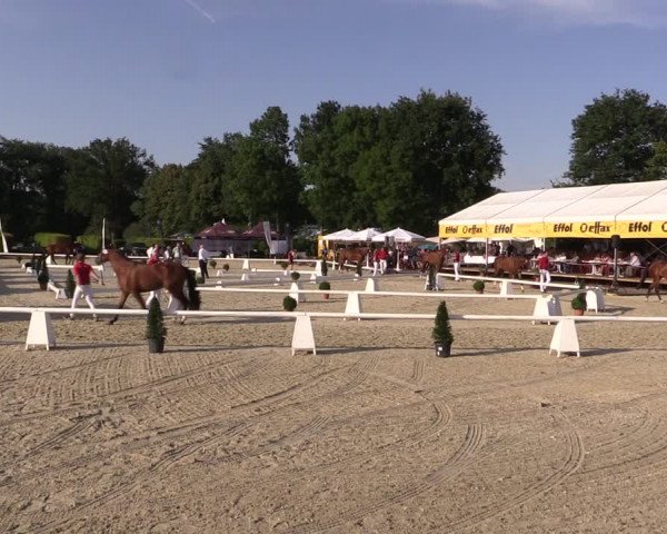 54. Westfälische Eliteschau Reitpferde- und Kaltblutstuten