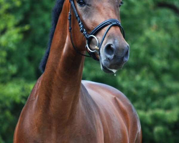 broodmare C'Est Ma Petite Fille (Hanoverian, 2011, from Carrico)