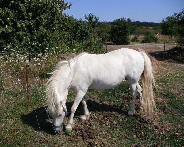broodmare Peggy (Kleines Deutsches Pony, 1999, from Playback)