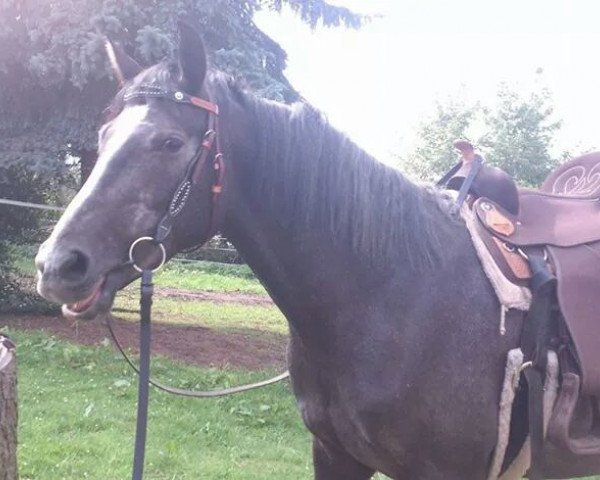 broodmare Lenny (Holsteiner, 2011, from Lorentin I)