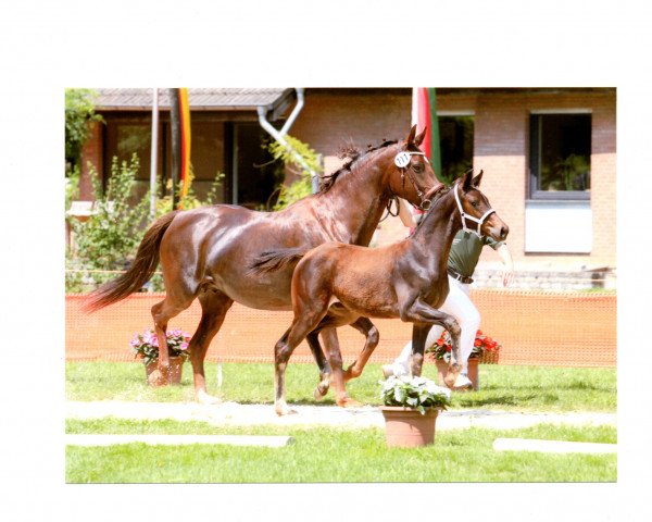 Pferd Silas (Deutsches Sportpferd, 2014, von Son of Cologne)
