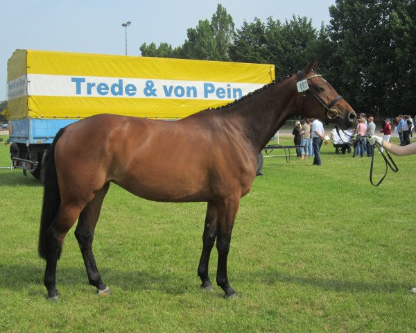 broodmare Casconda R (Holsteiner, 2010, from Casall Ask)