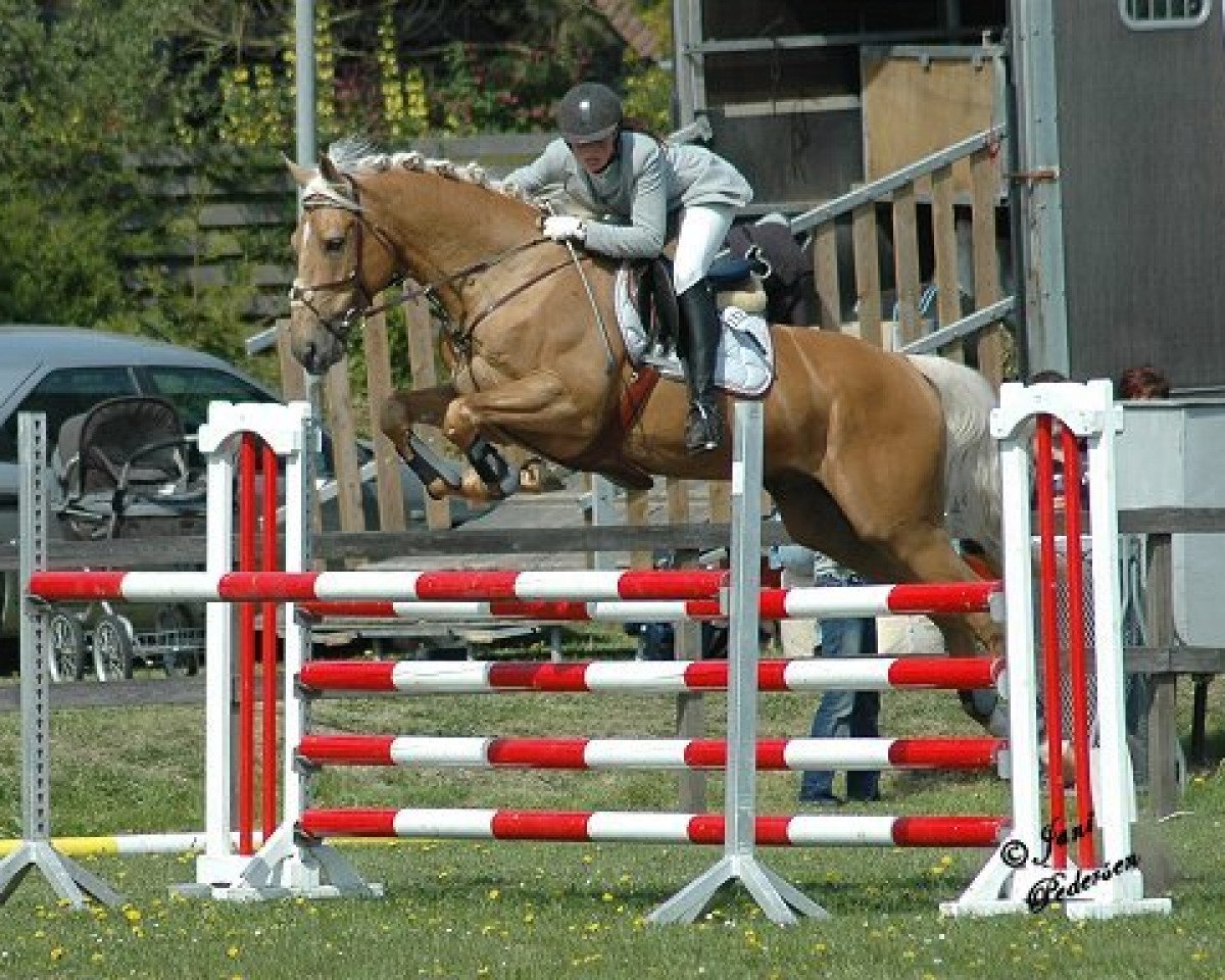 Deckhengst Kaergaardens Margaux (Palomino, 2000, von Crown's Choice)