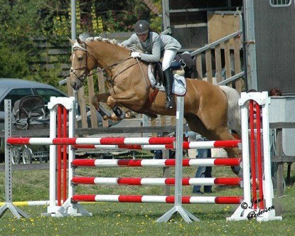 Deckhengst Kaergaardens Margaux (Palomino, 2000, von Crown's Choice)