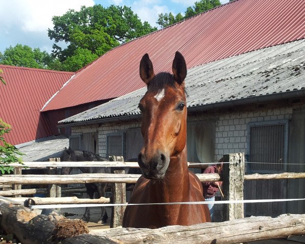 horse Figaro 214 (Westphalian, 1998, from Florestan I)