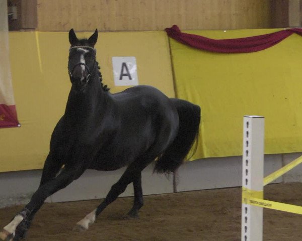 DSP-Freispringchampionat 2019