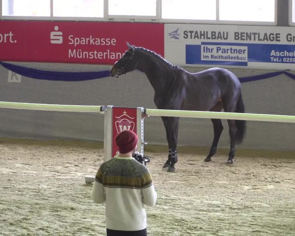 Hengstschau Holkenbrink 2020