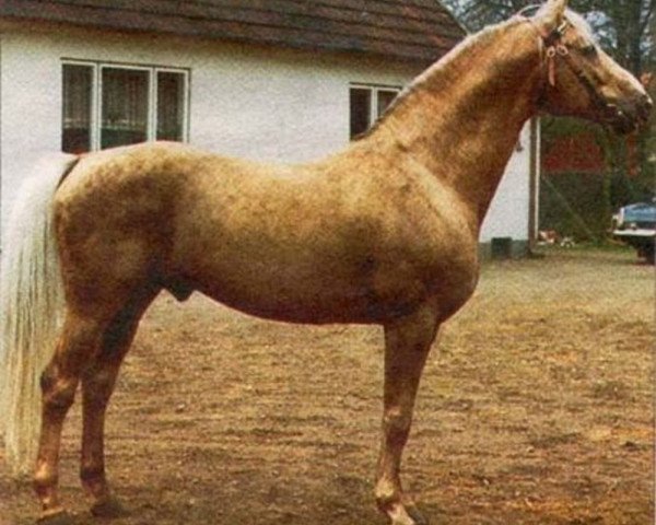 stallion Pegasus (Swedish Warmblood, 1962, from Dragos)