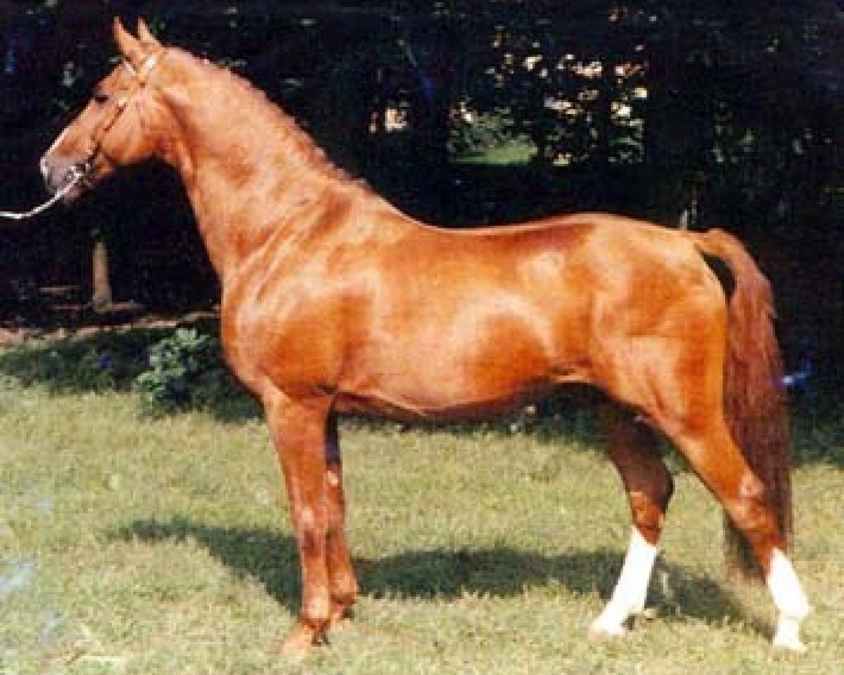 stallion Pontus (Swedish Warmblood, 1970, from Abbé)