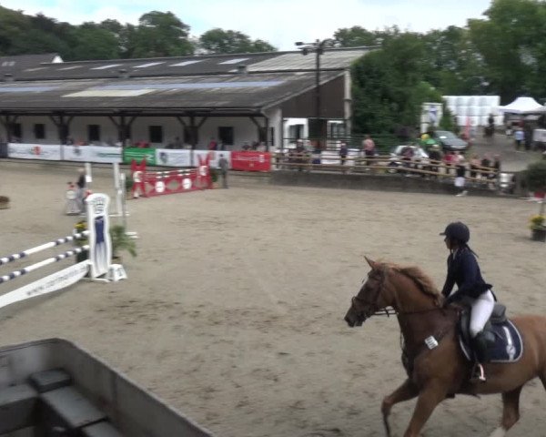 Reitsport Festival am Gut Jagenberg - Solingen 2021