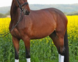 broodmare Sissela (Swedish Warmblood, 2009, from Ziezo 10)