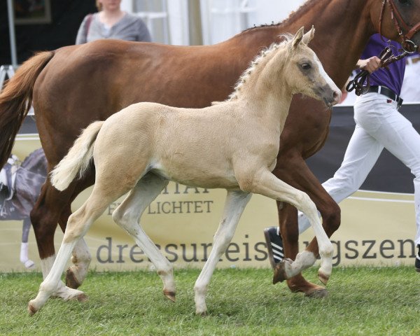 Zuchtstute Terbofens Milles Fleurs (Deutsches Reitpony, 2014, von The Braes My Mobility)
