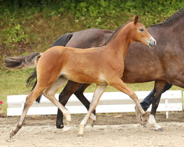 horse Cascada RB (German Riding Pony, 2014, from Countdown RB)
