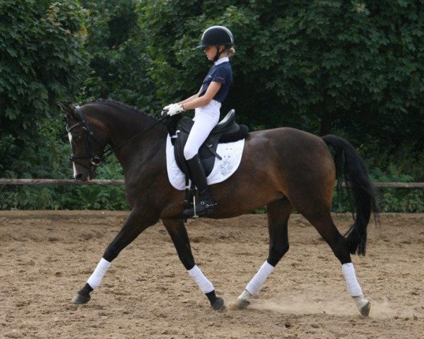 broodmare Holsteins Jenny (German Riding Pony, 2004, from Holsteins Newcomer)