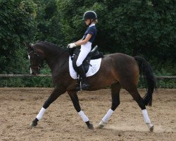 Zuchtstute Holsteins Jenny (Deutsches Reitpony, 2004, von Holsteins Newcomer)