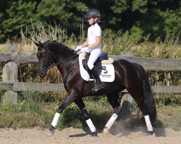 Dressurpferd Havanero B (Deutsches Reitpony, 2009, von Hero)