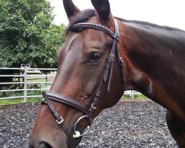broodmare Liz (Hanoverian, 2002, from Likoto xx)