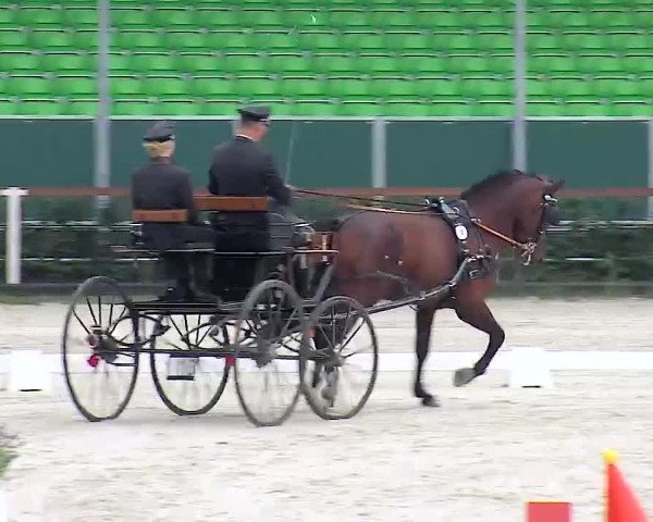 Online Hengstschau Landgestüt Moritzburg 2020