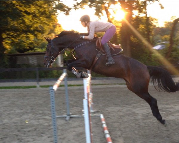 jumper Concordia B (Hanoverian, 2005, from Contendro I)