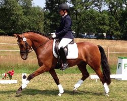 dressage horse Timms Duke (German Riding Pony, 2010, from Donnerhall)