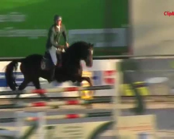 Online Hengstschau Landgestüt Moritzburg 2020