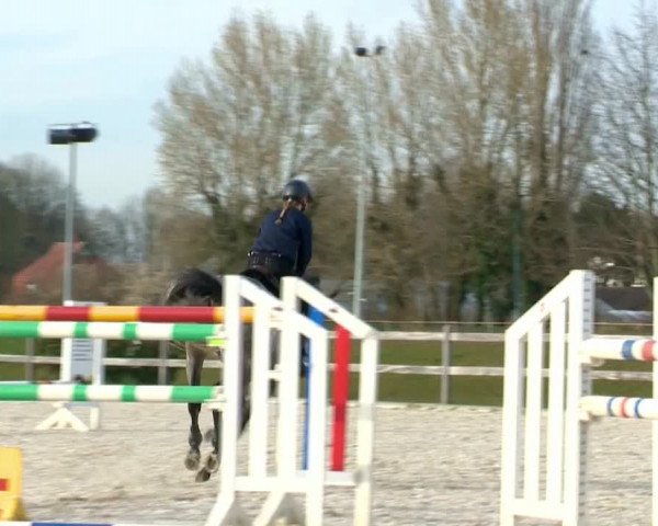 Online Hengstschau Holsteiner Verband 2020