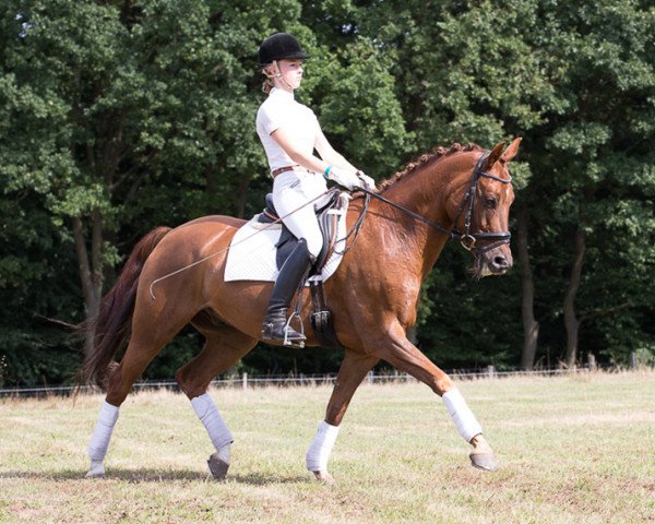 dressage horse Merlin (German Riding Pony, 2003, from Markgraf)