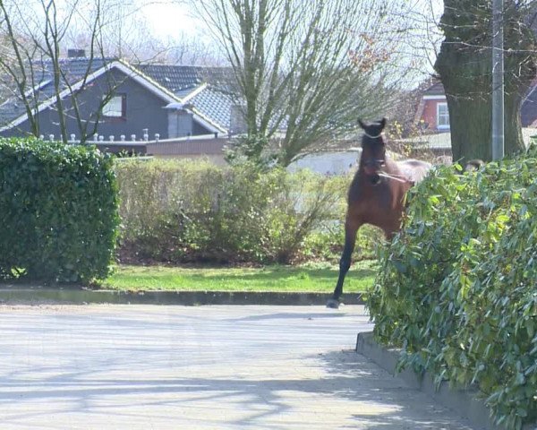 Online Hengstschau Holsteiner Verband 2020