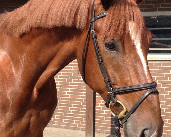 dressage horse Dr Pepper 2 (Hanoverian, 2008, from Don Henrico)