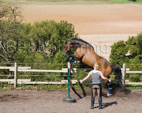 dressage horse Carlos 558 (Hungarian Warmblood, 1996, from Unbekannt HUN)