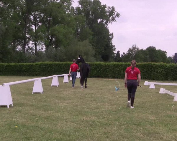 Stutenleistungsprüfung Münster- Handorf
