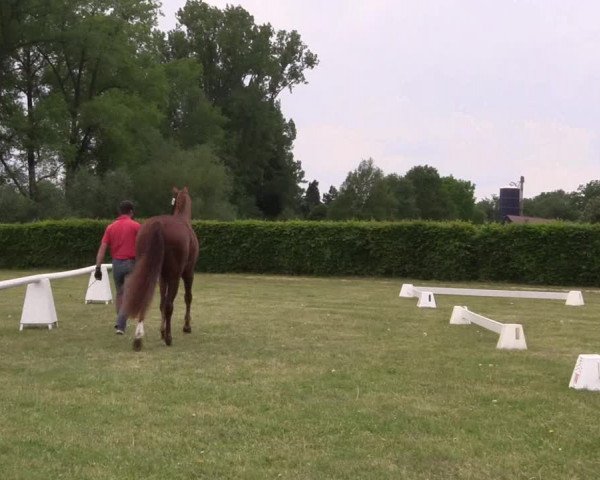 Stutenleistungsprüfung Münster- Handorf