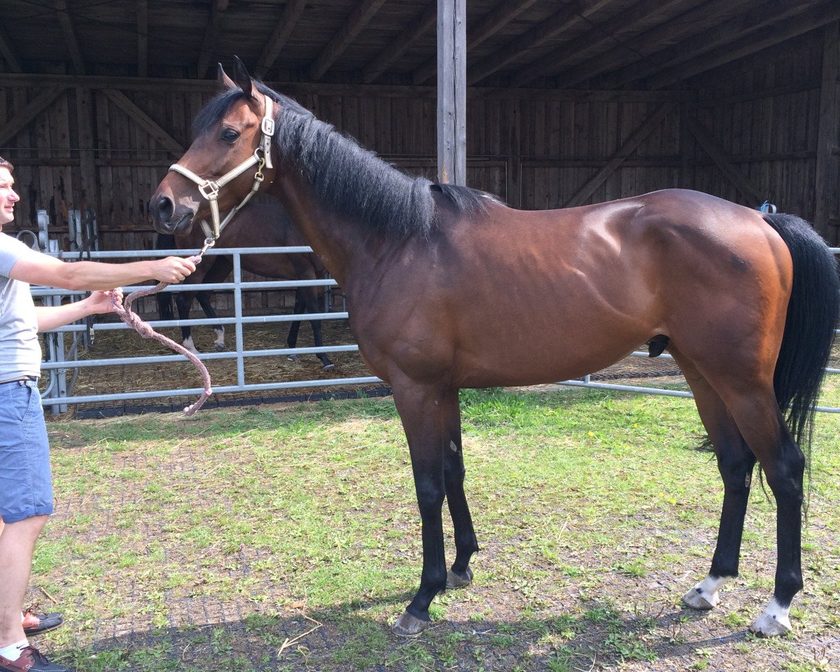 horse Friedrich Wilhelm xx (Thoroughbred, 2010, from Sternkönig xx)