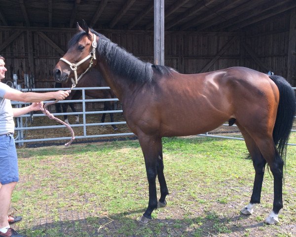 horse Friedrich Wilhelm xx (Thoroughbred, 2010, from Sternkönig xx)