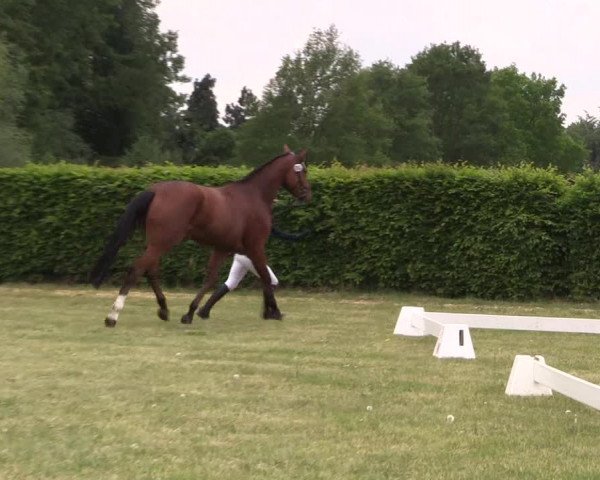 Stutenleistungsprüfung Münster- Handorf