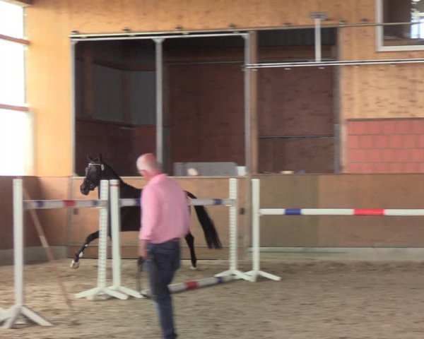 Hannoveraner Zuchtstutenprüfung mit Prämierung in Neuenfelde 2020