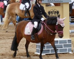 Cavallo da Dressage Ronja (Pony da Sella Tedesco, 2003, di Night-Dream)