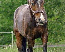 dressage horse Campino (German Riding Pony, 2006)