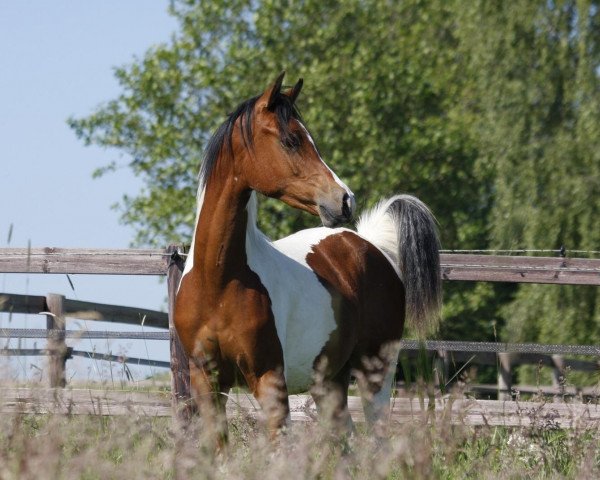 horse Coloured Gino Ginelli (Arab half breed / Partbred, 2013, from El Mariachi ox)