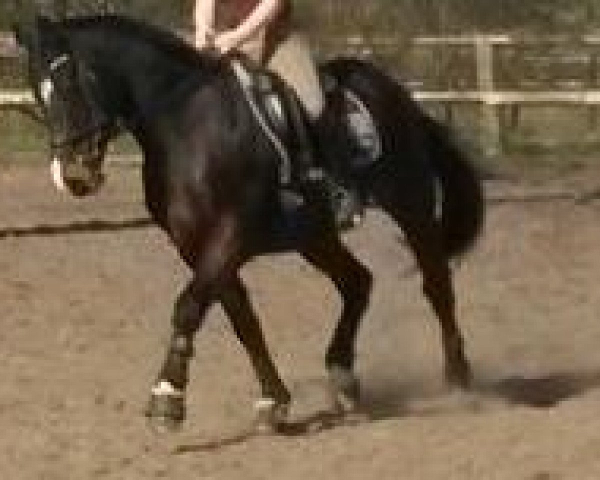 Deckhengst Anjershof Romeo (Nederlands Welsh Ridepony, 1994, von Anjershof Rocky)