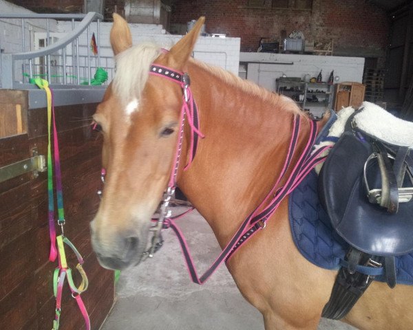 Dressurpferd Wendy (Pony ohne Rassebezeichnung, 1998, von Unbekannt Pony)